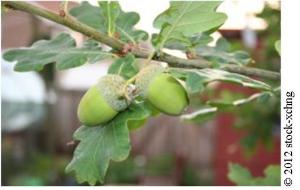 oak and acorn