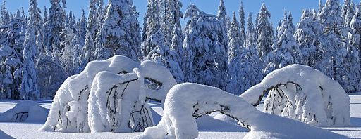 Winter_scene_(3277481706)