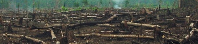 Deforestation