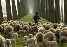 sheep-with-shepherd