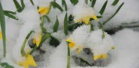 snowy daffodils