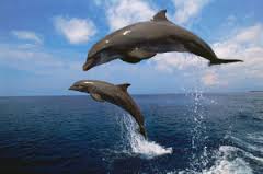 dolphins 4